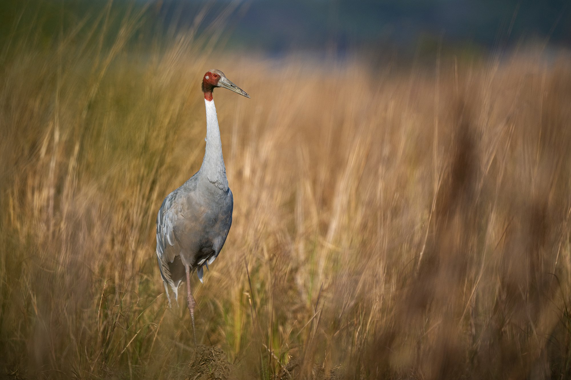 Bharatpur - Sarus Crane
