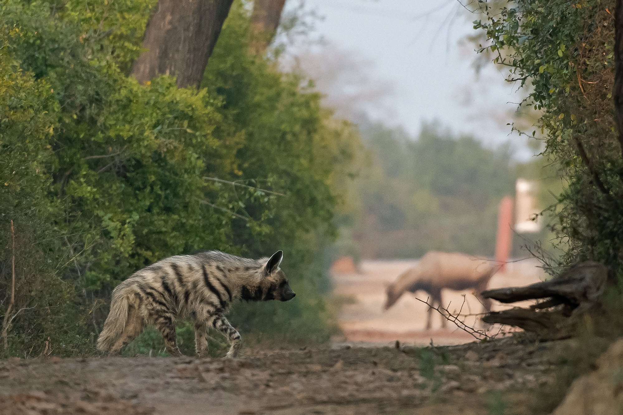 Bharatpur - Striped Hyena