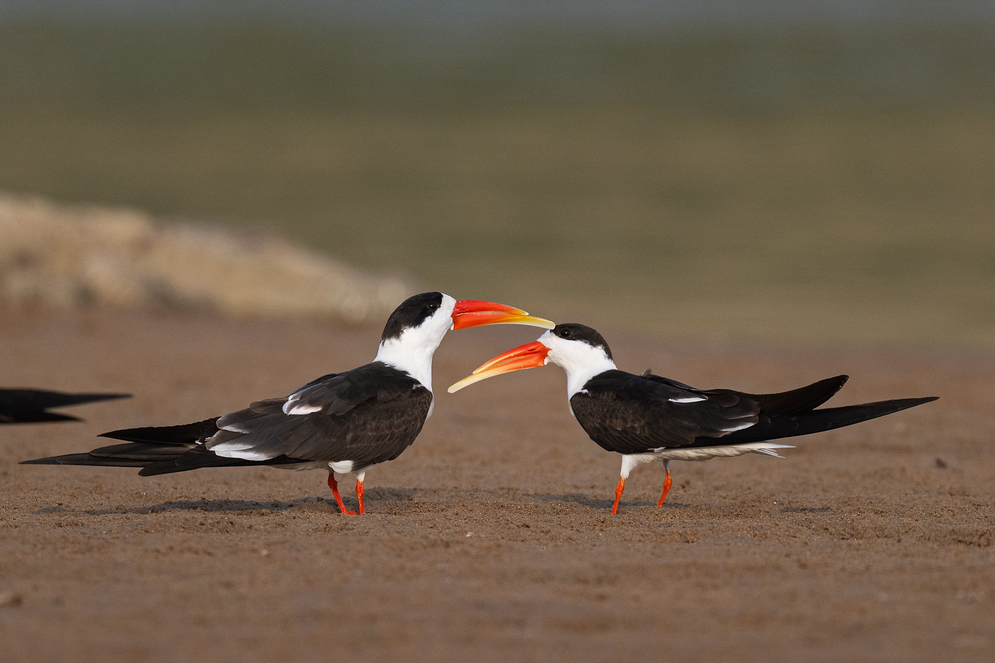 Chambal - Indian Skimmers