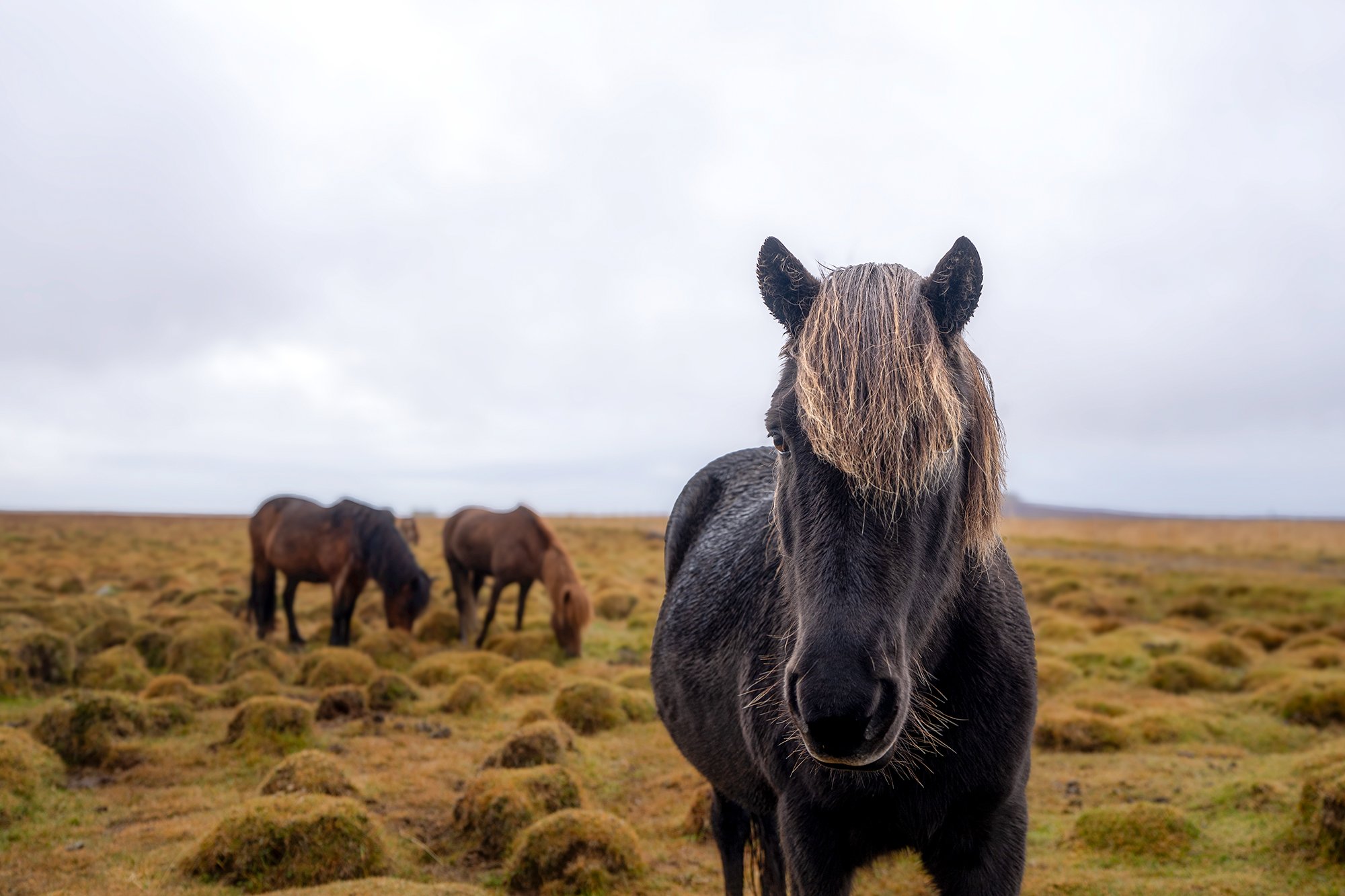 Iceland Landscapes_A1_7353