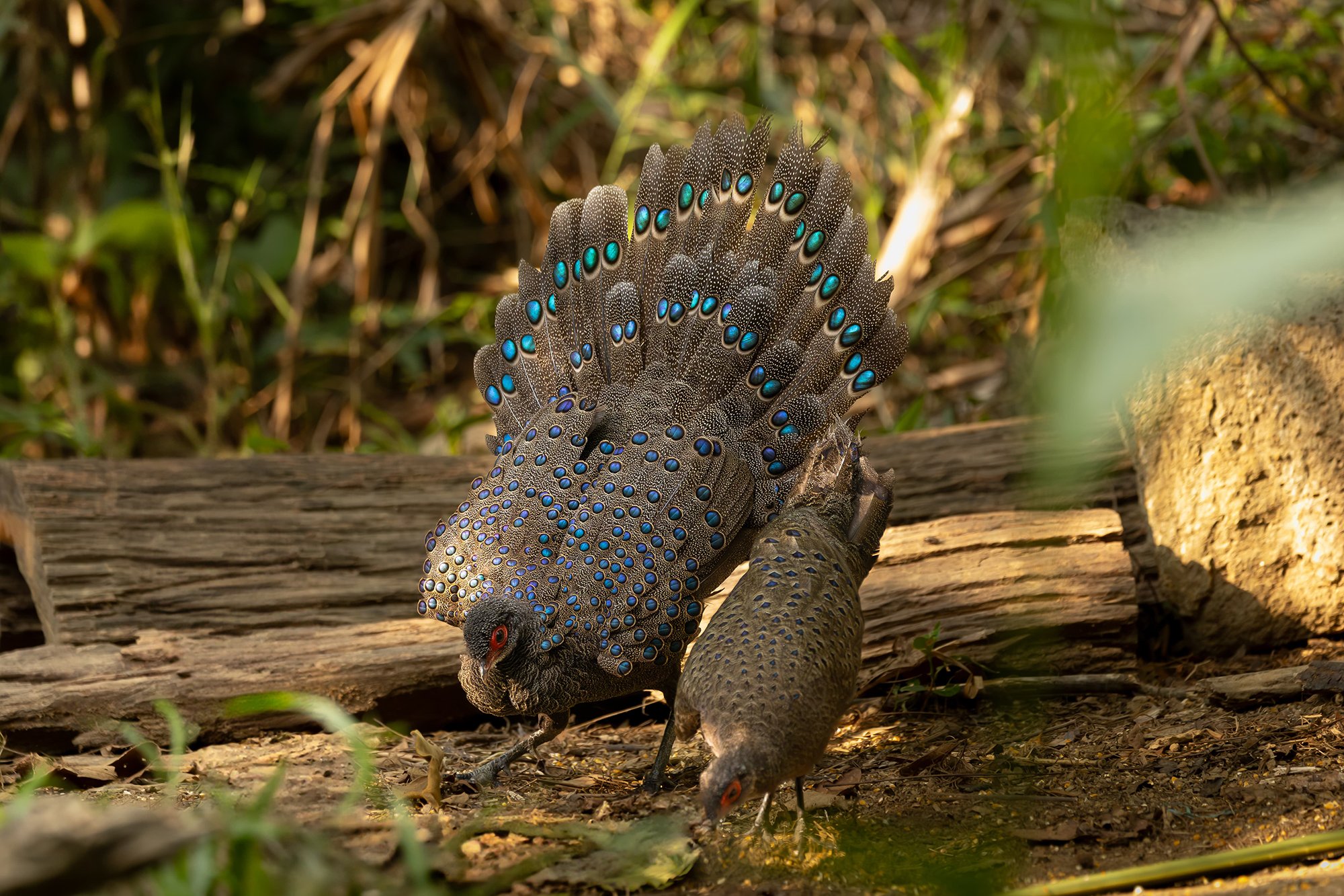 vietnam wildlife tours 1