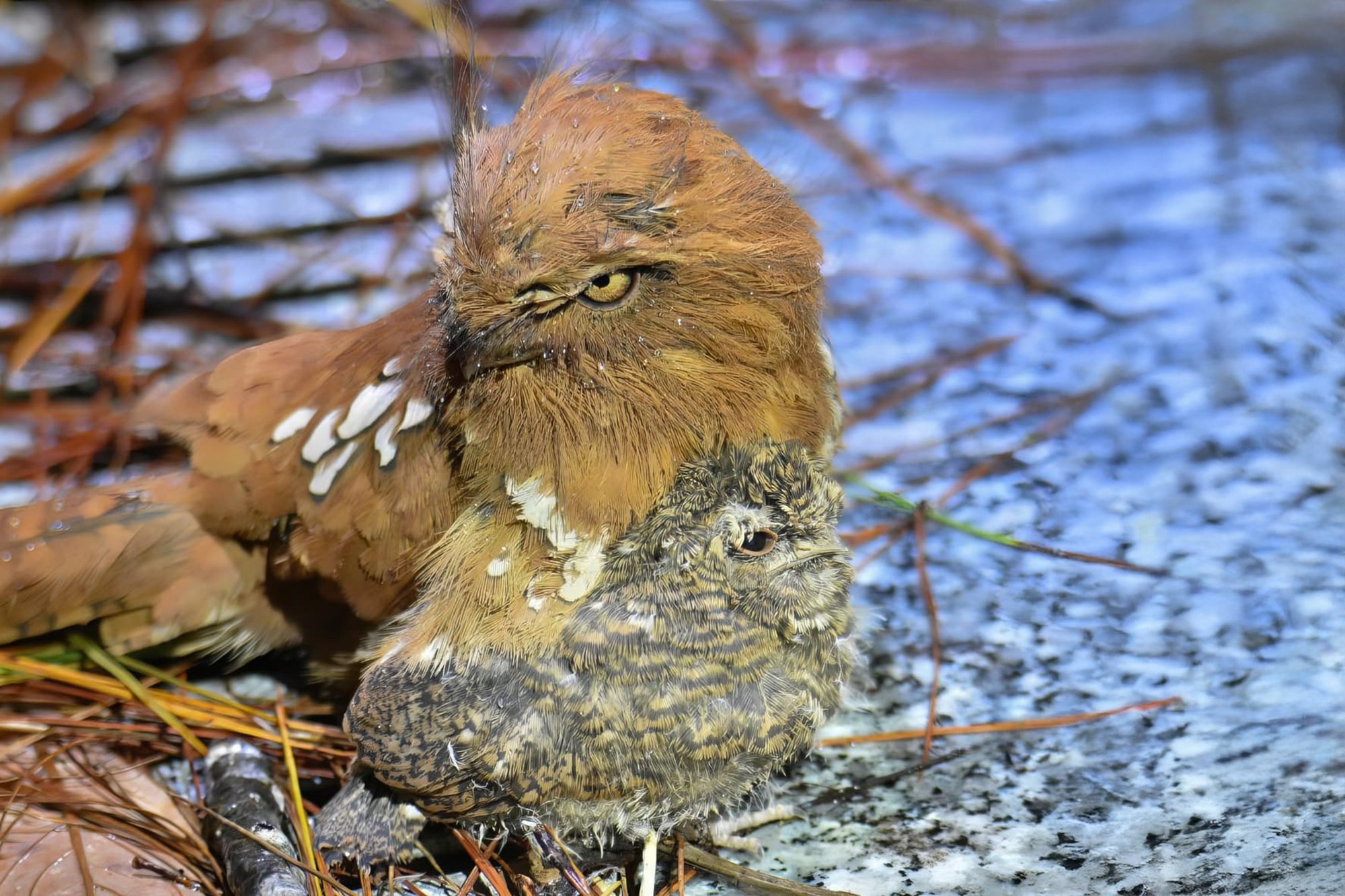 vietnam wildlife tours 11