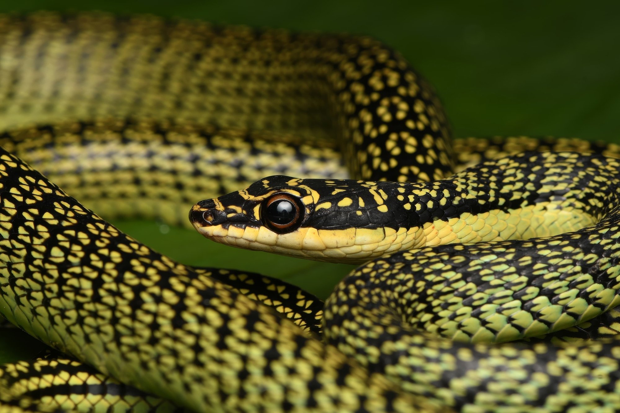 vietnam wildlife tours 3