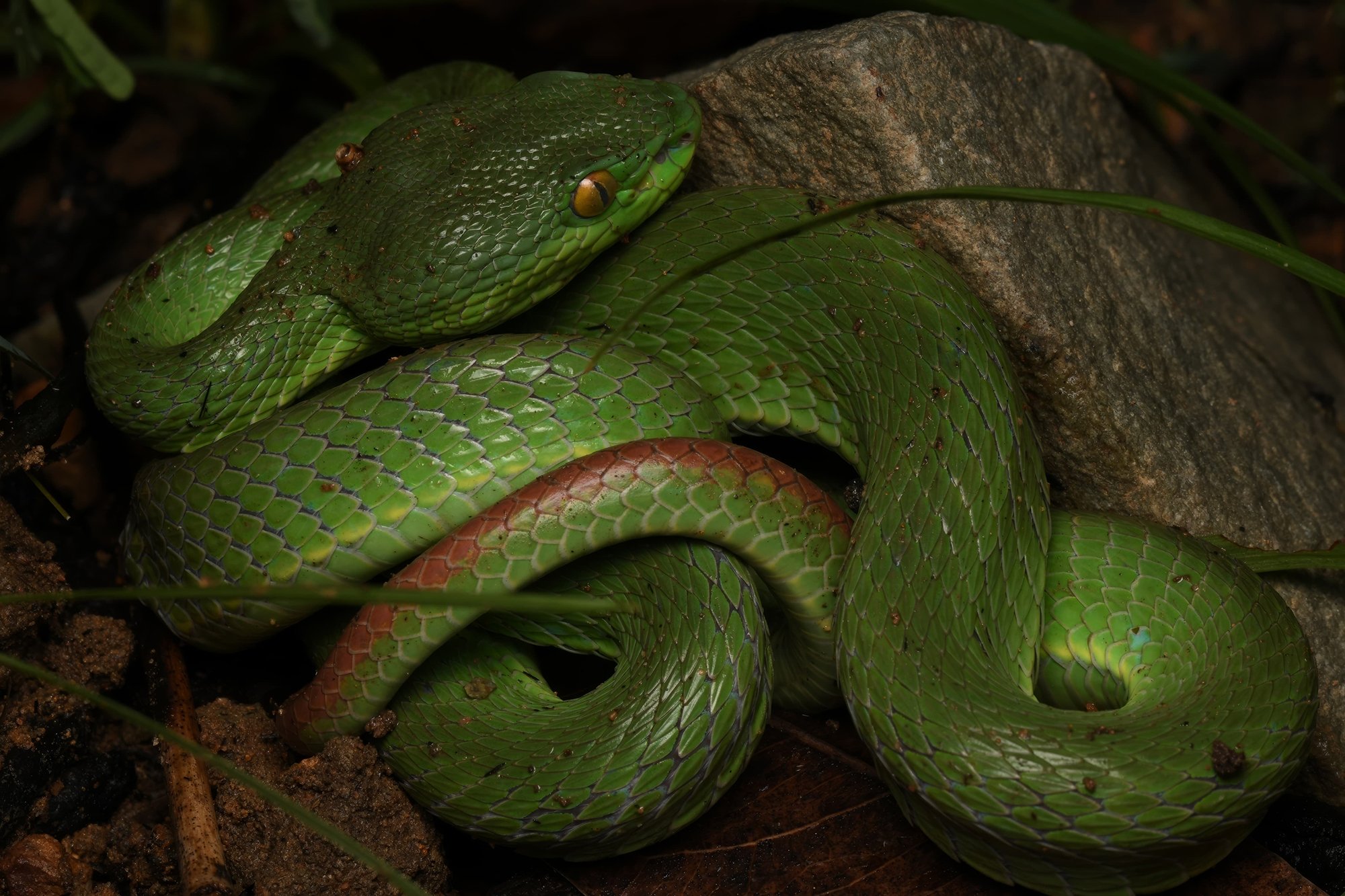 vietnam wildlife tours 7