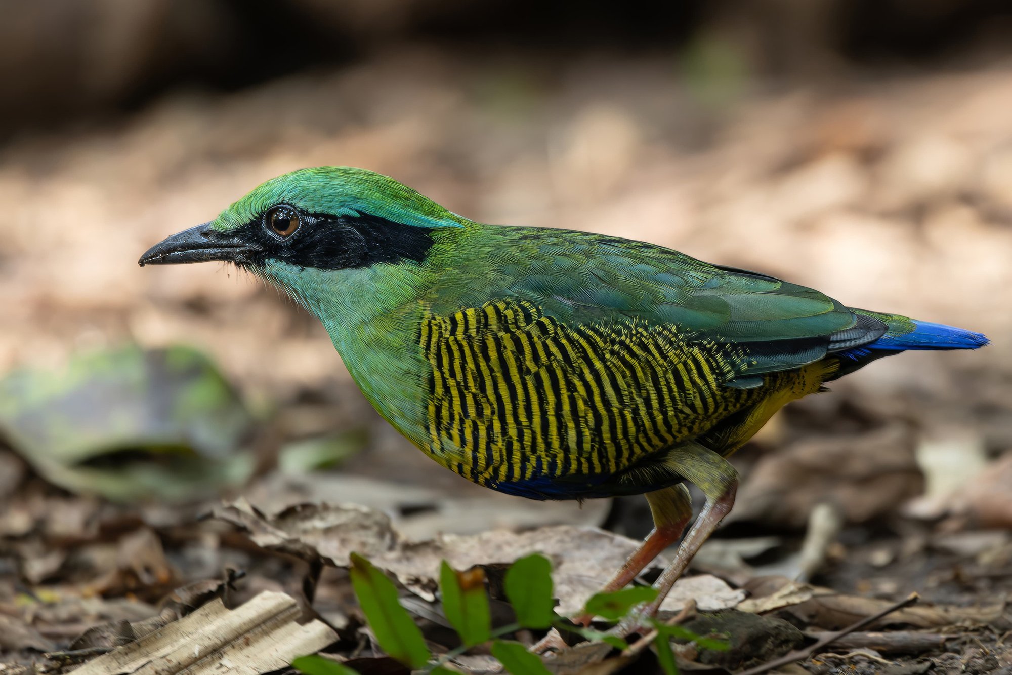 vietnam wildlife tours 8