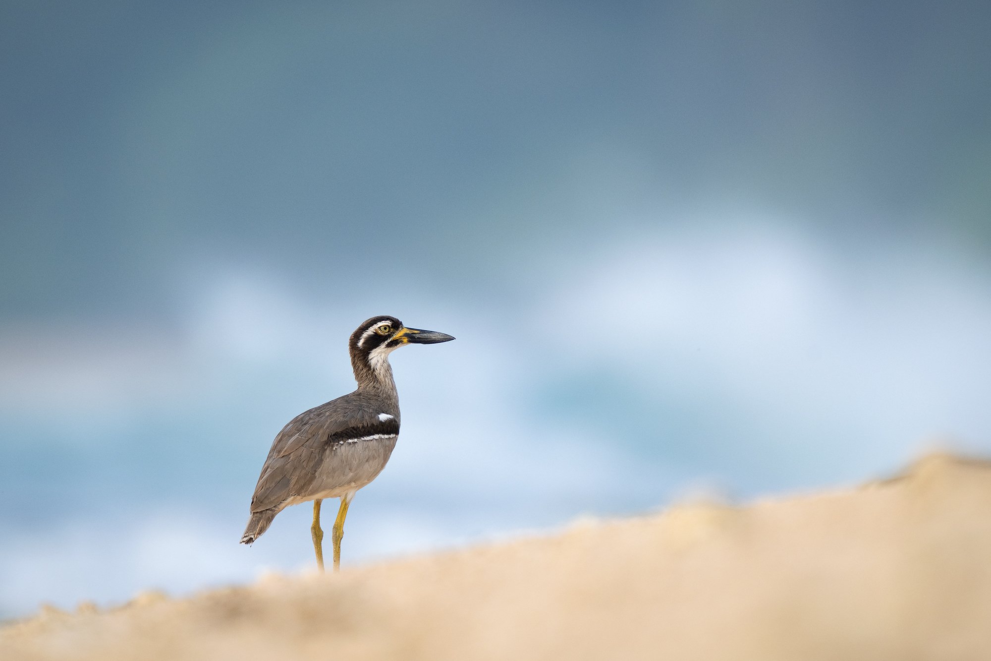 Andaman Beach Thick knee