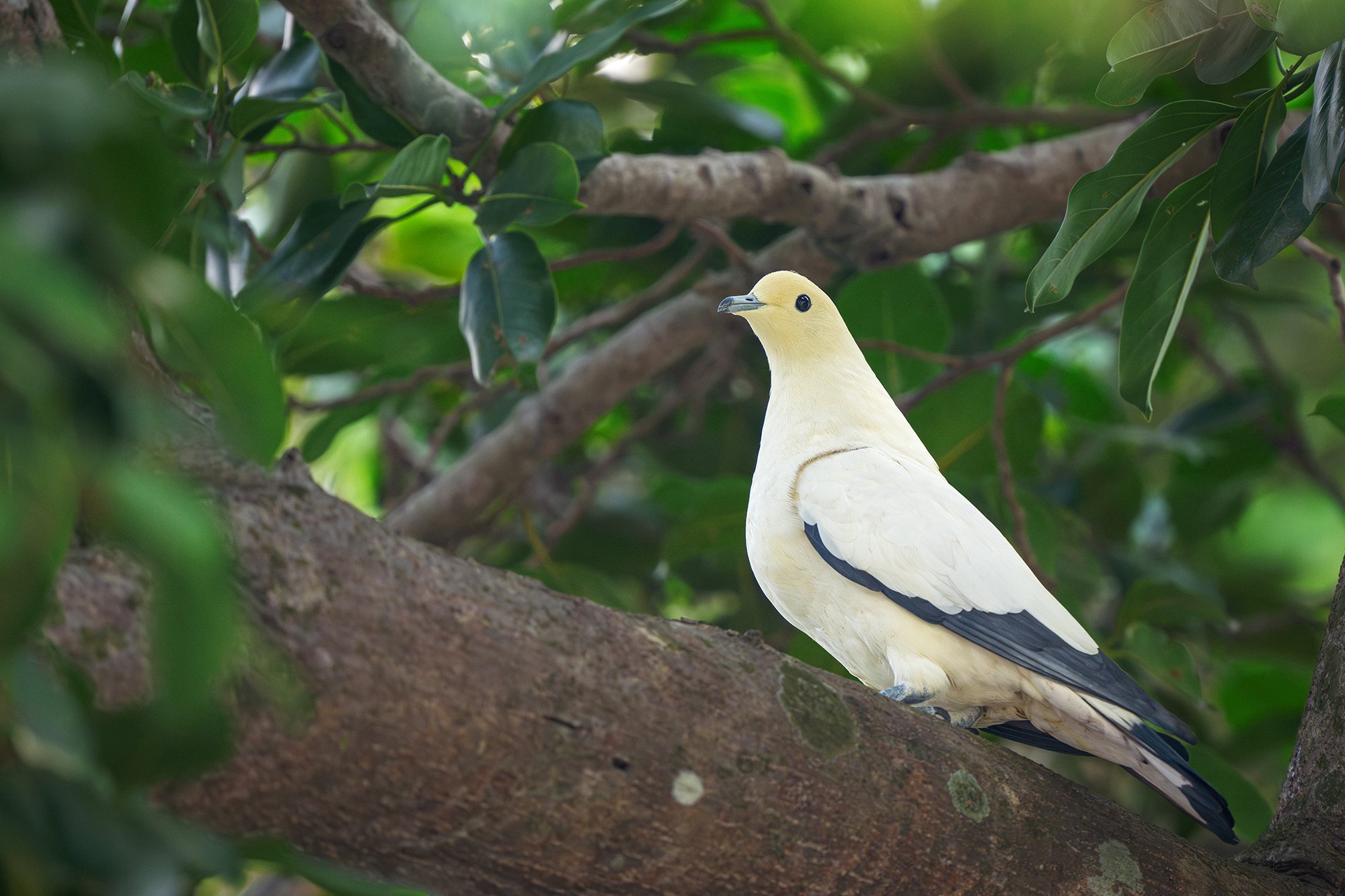 Andaman Pied Imperial Pigeon