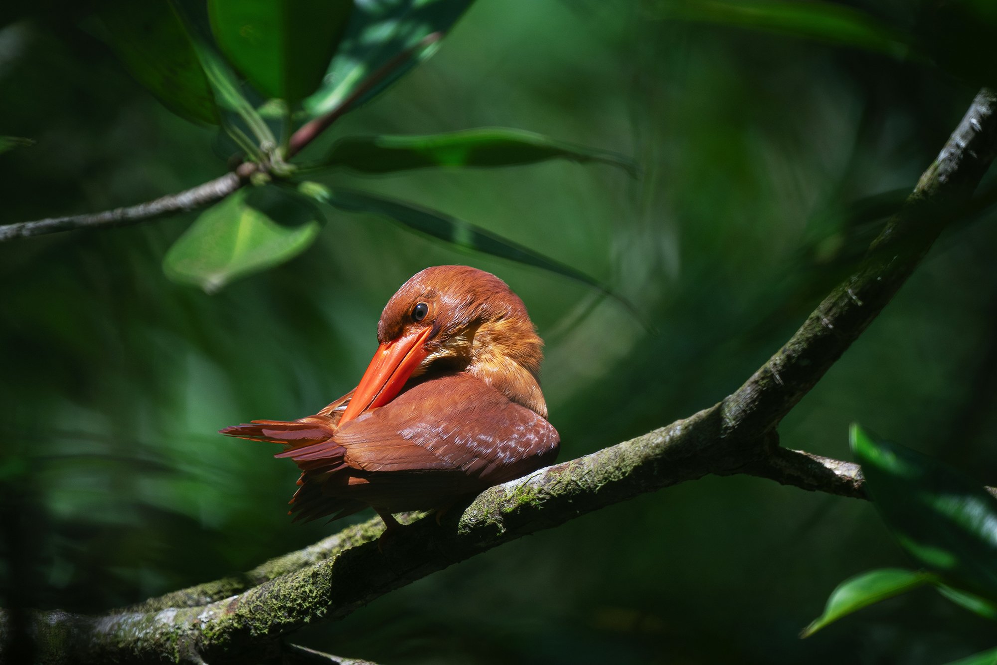Andaman Ruddy Kingfisher