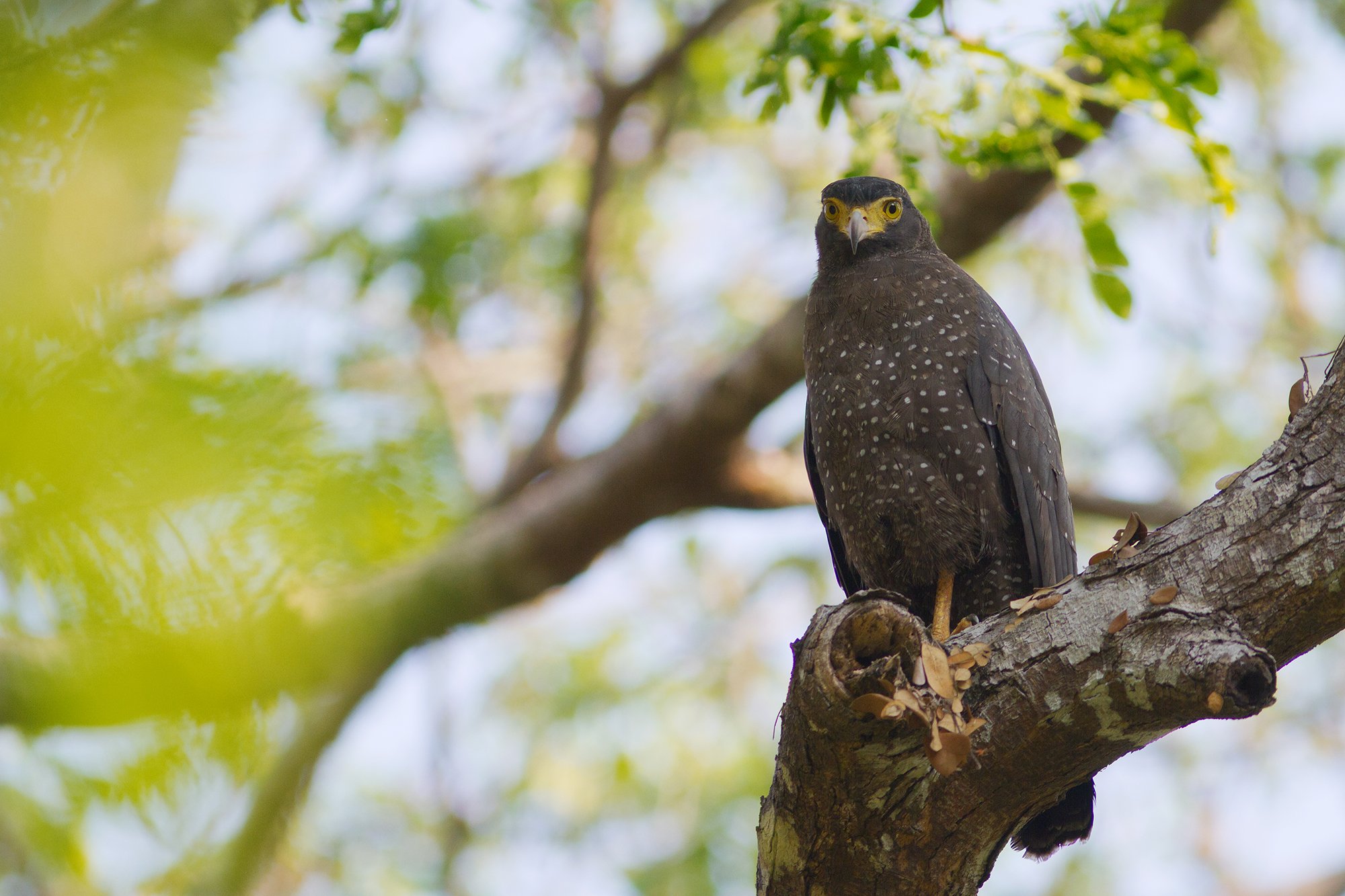 Andaman Serpent Eagle