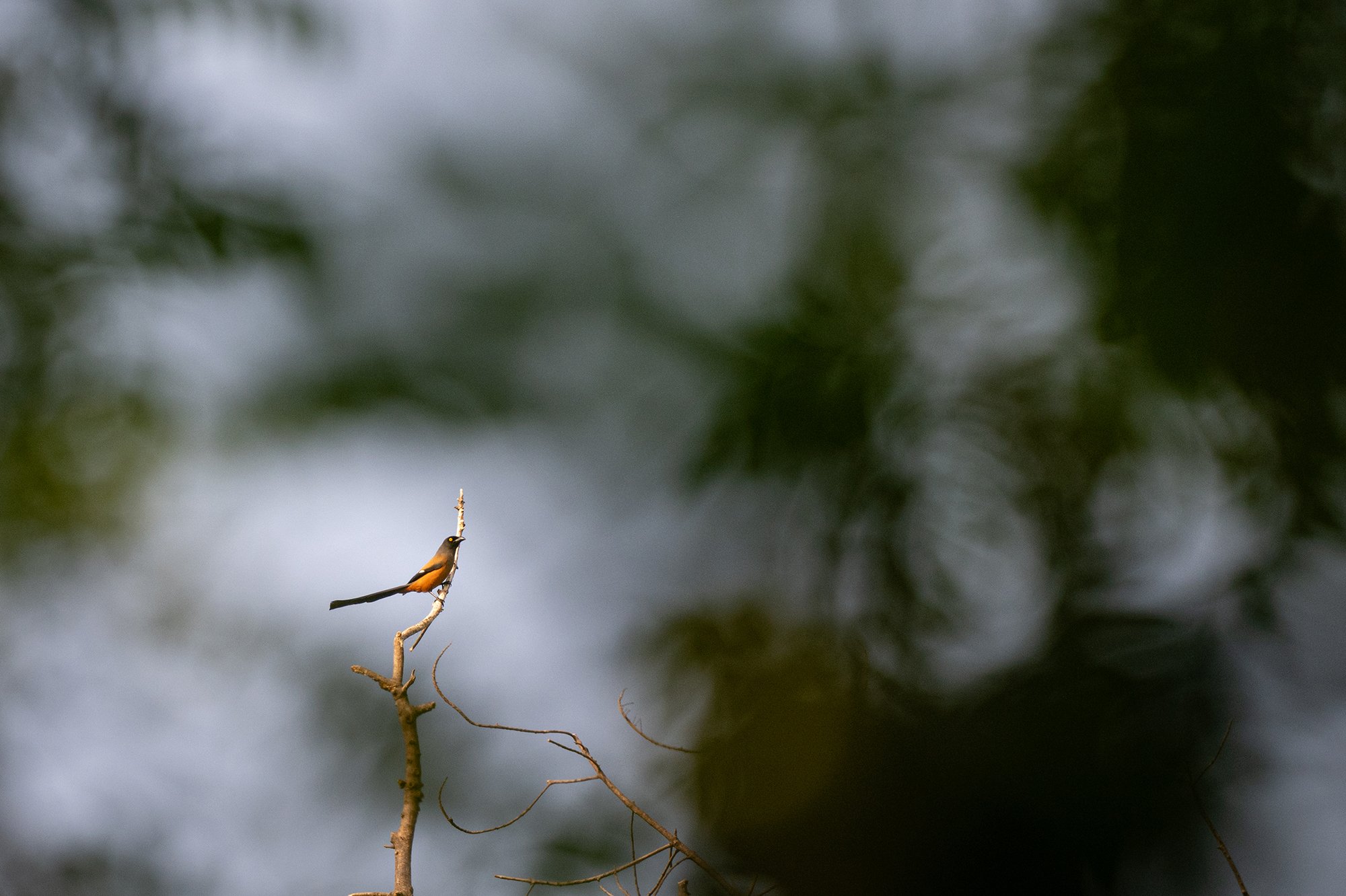 Andaman Treepie