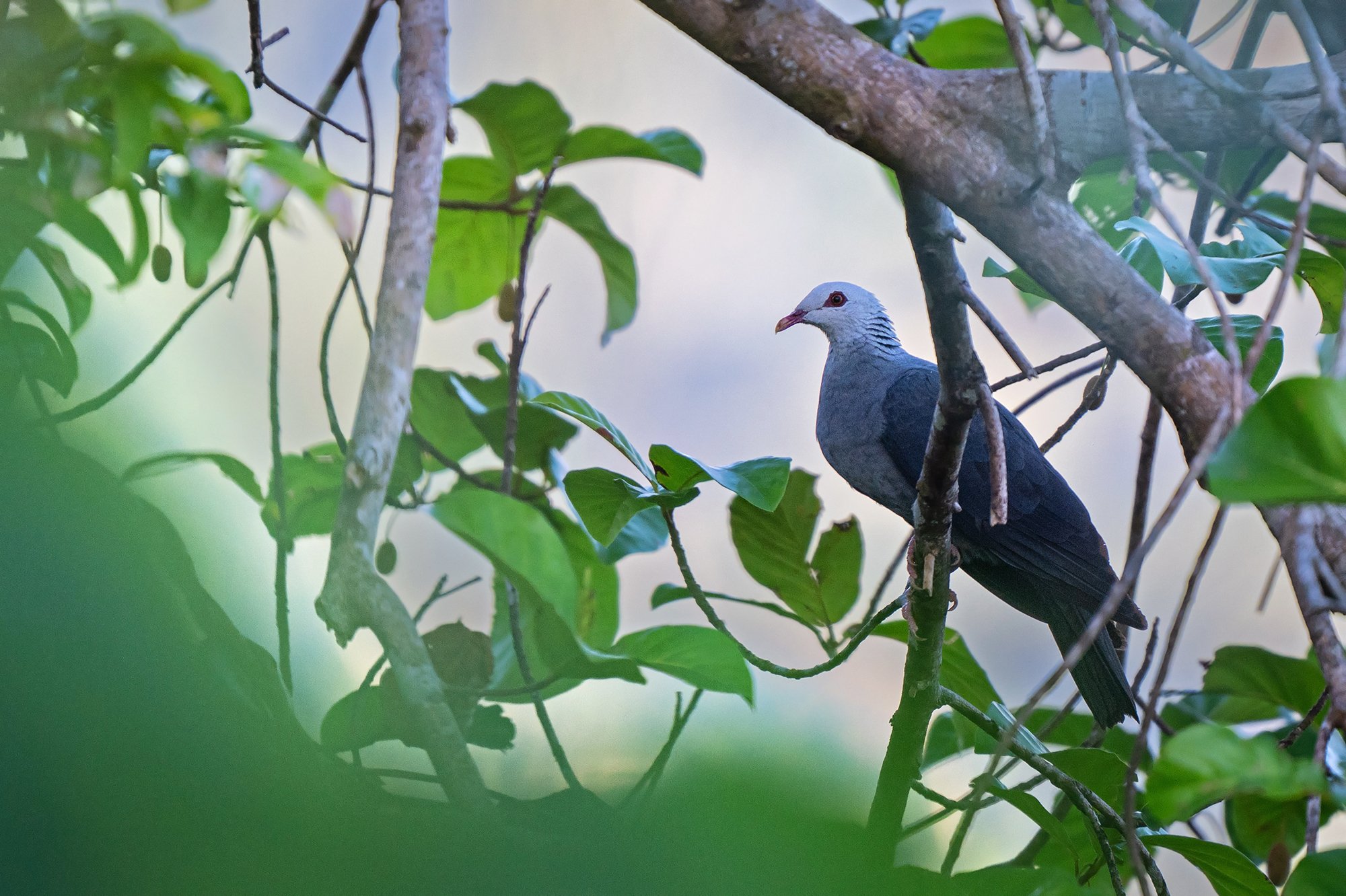 Andaman Wood Pigeon
