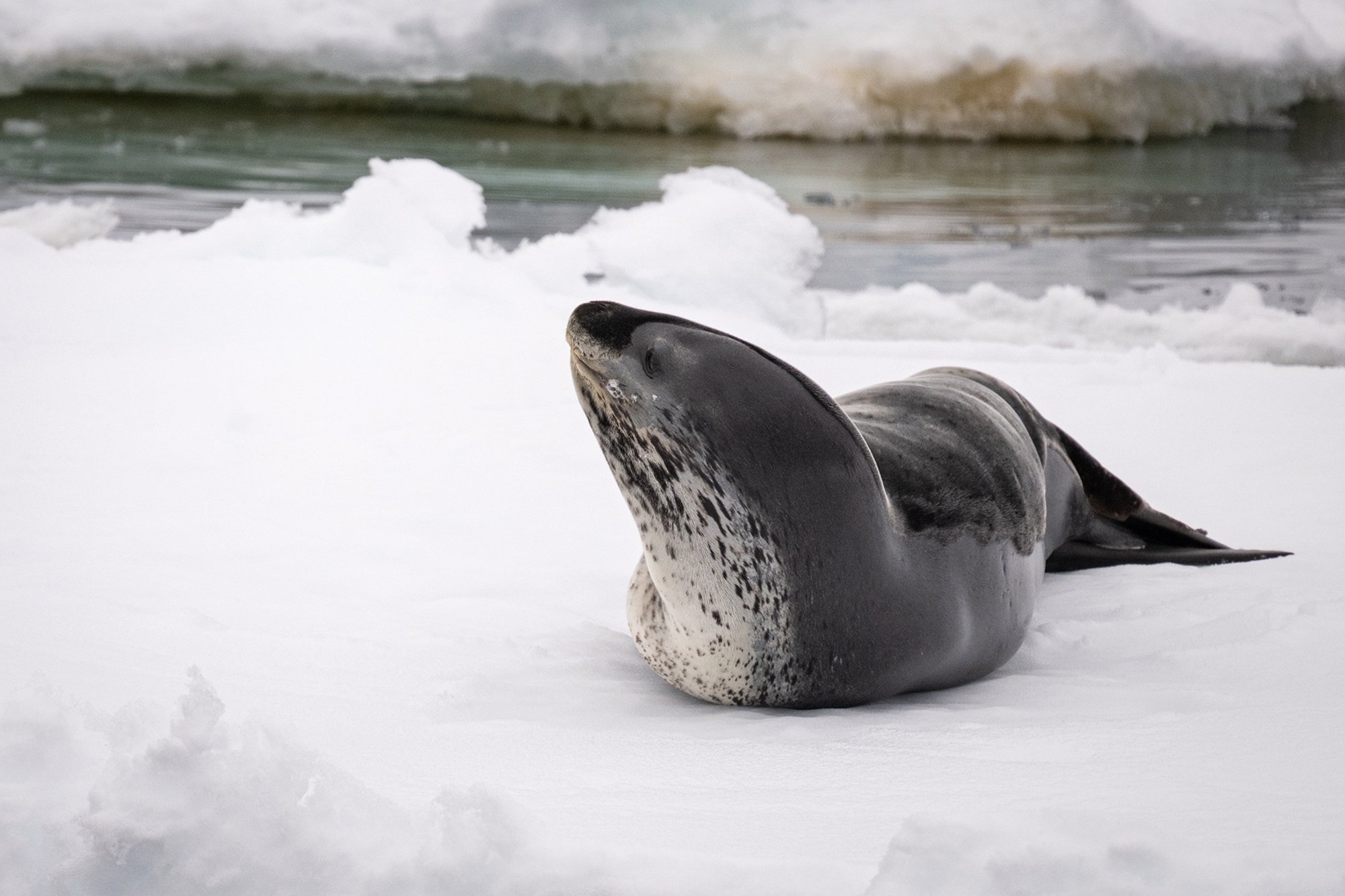 Antarctica_White_Continent_5