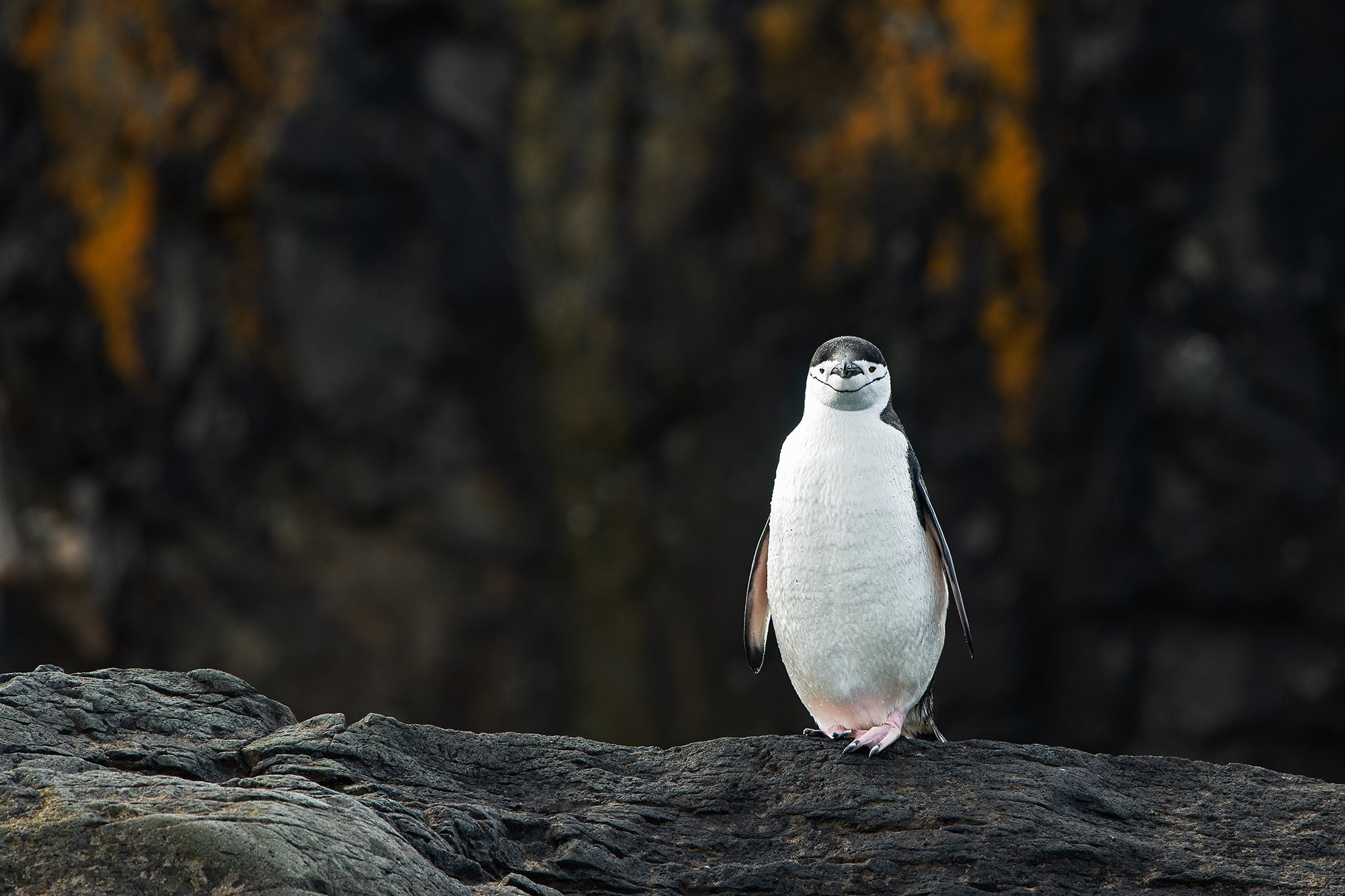 Antarctica - Chinstrap