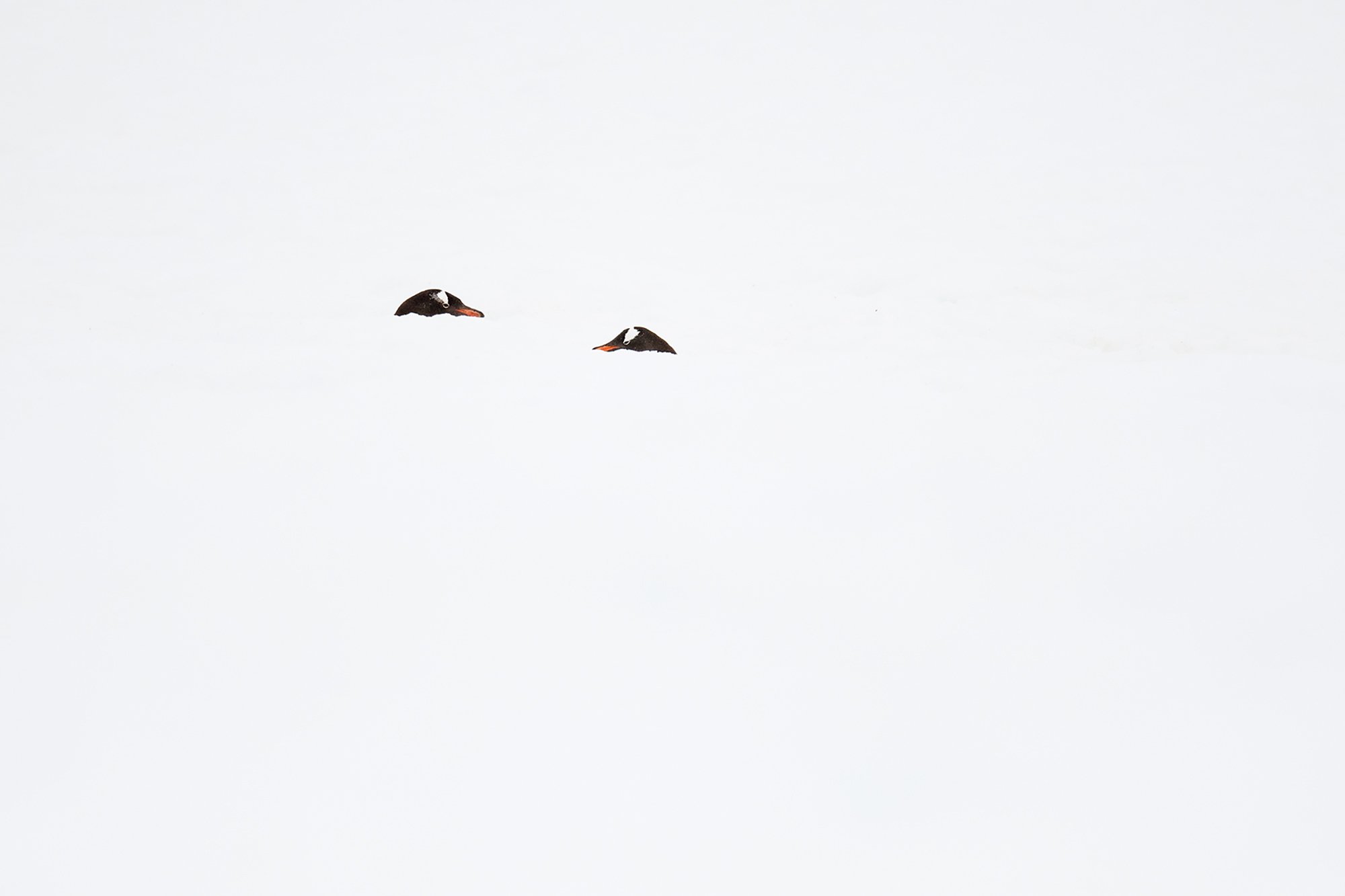 Antarctica - minimal