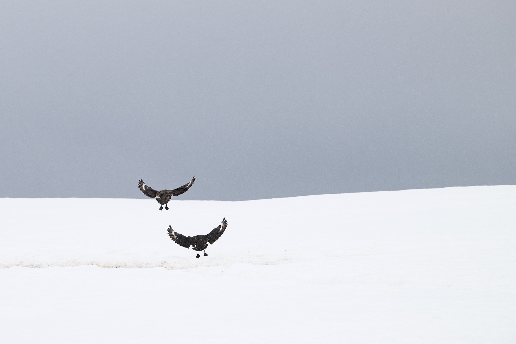 Antartica - Skuas landing