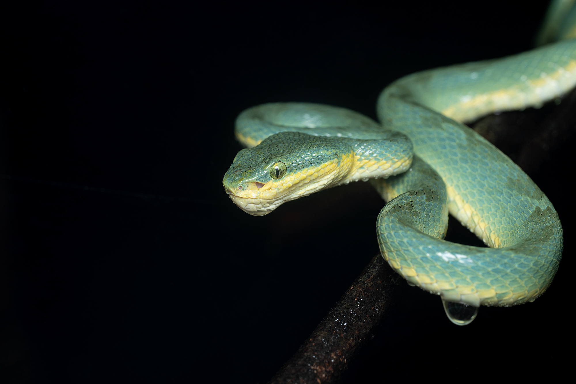 Goa - Bamboo Pitviper