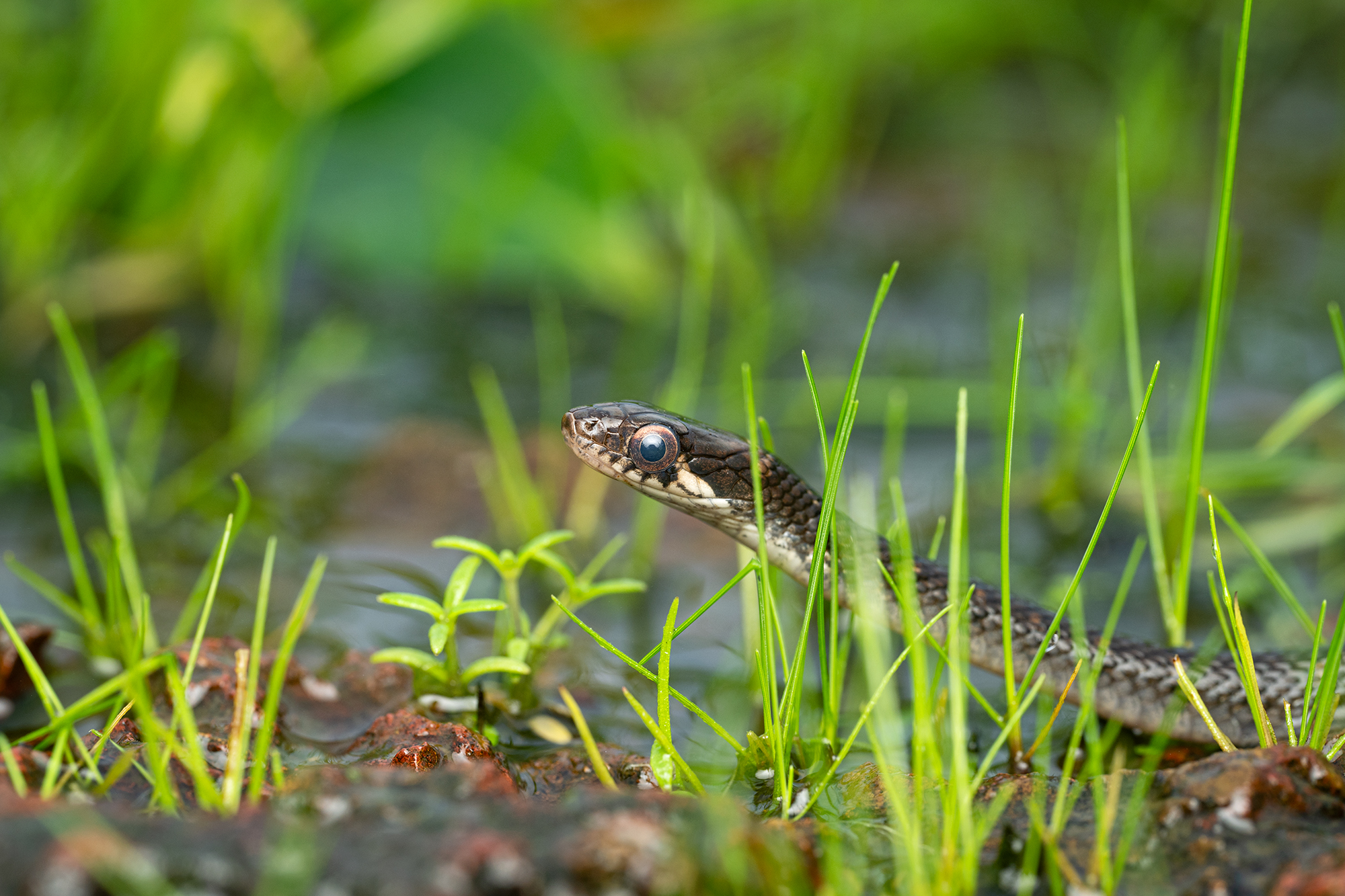 Goa - Checkered Keelback
