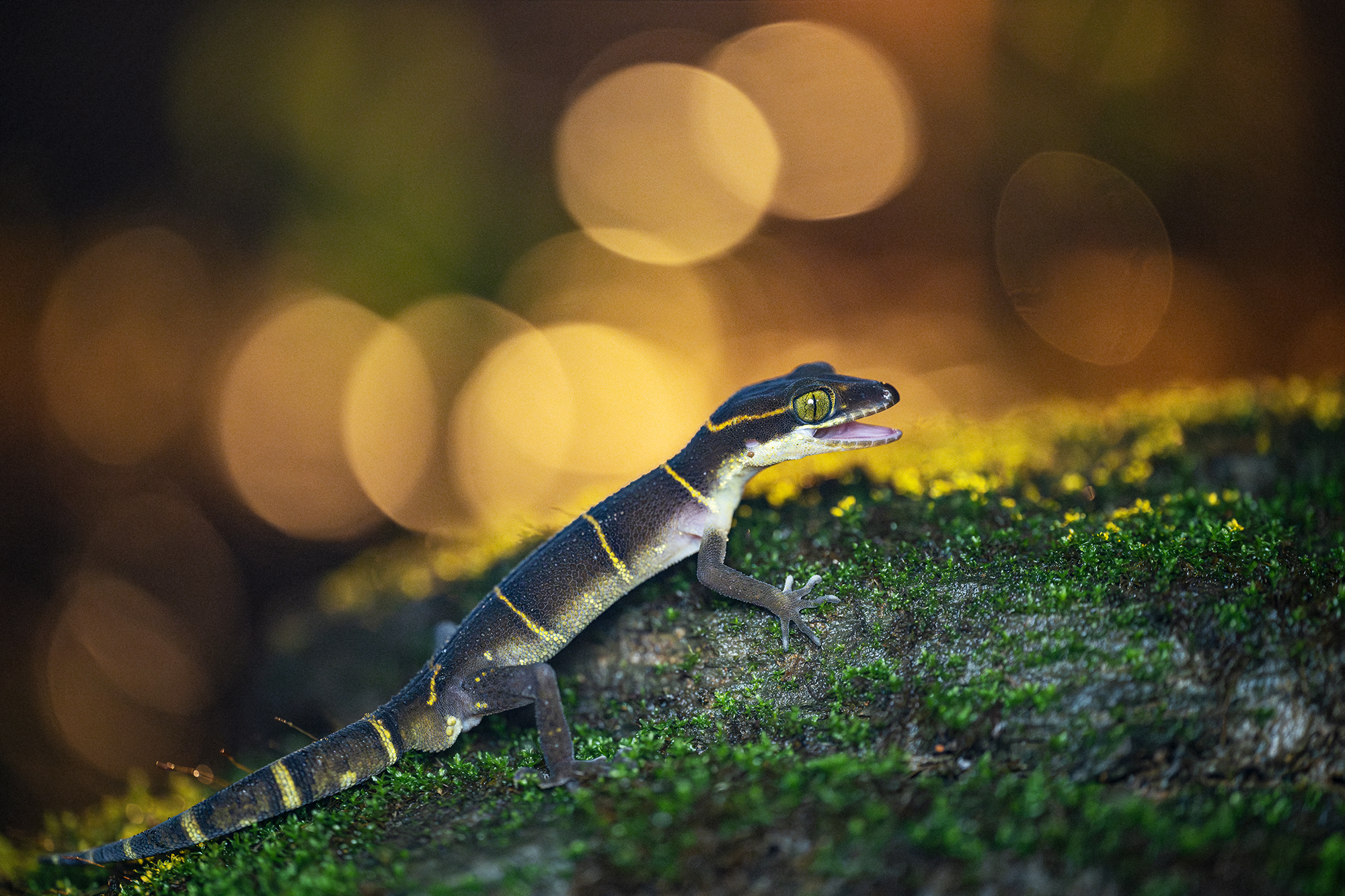 Goa - Gecko