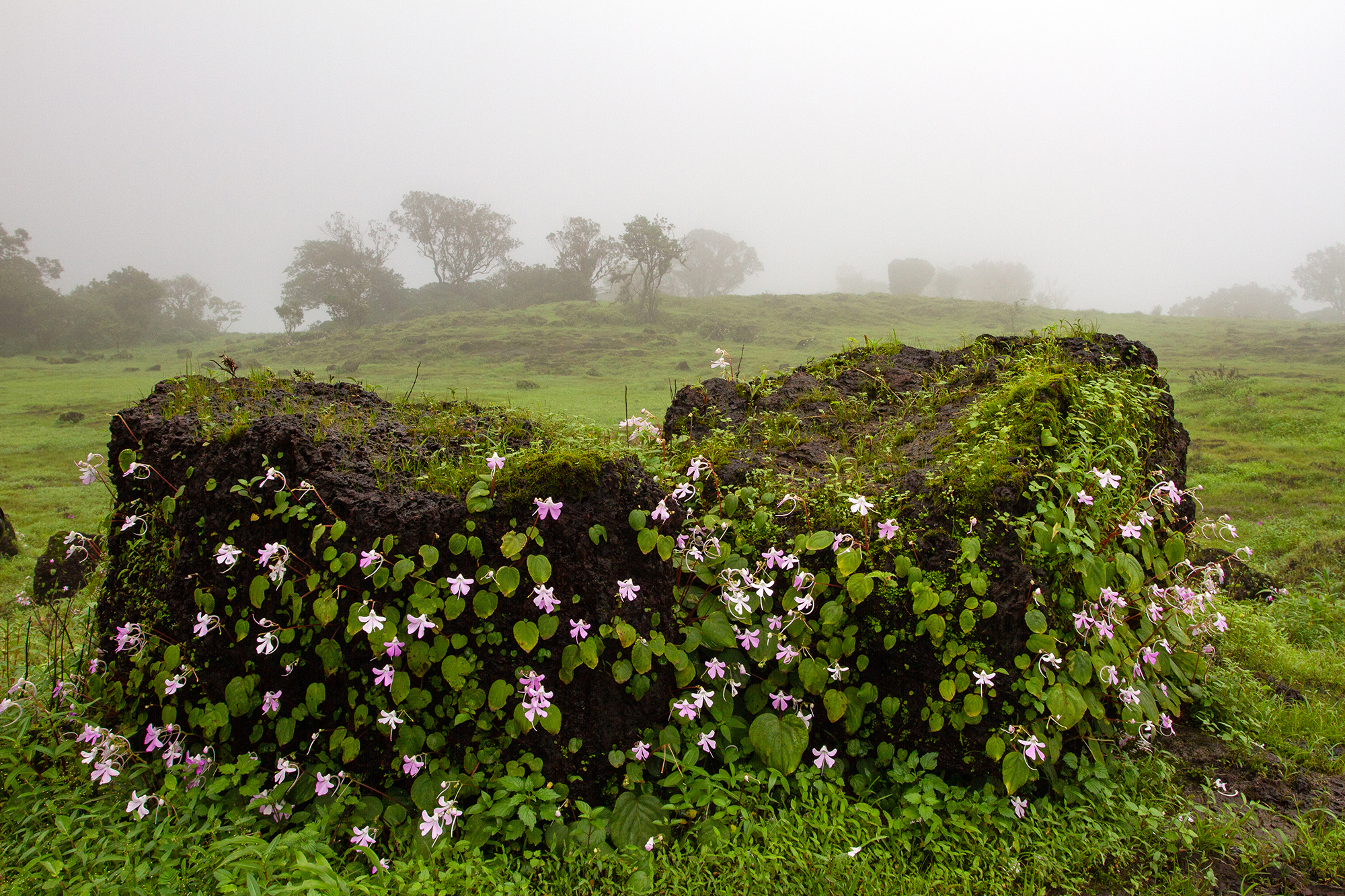 Impatiens acaulis growing on a rock on a lateritic plateau in the Western Ghats in Goa