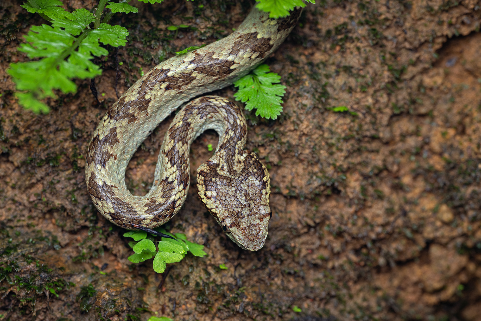 Goa - Malabar Pitviper