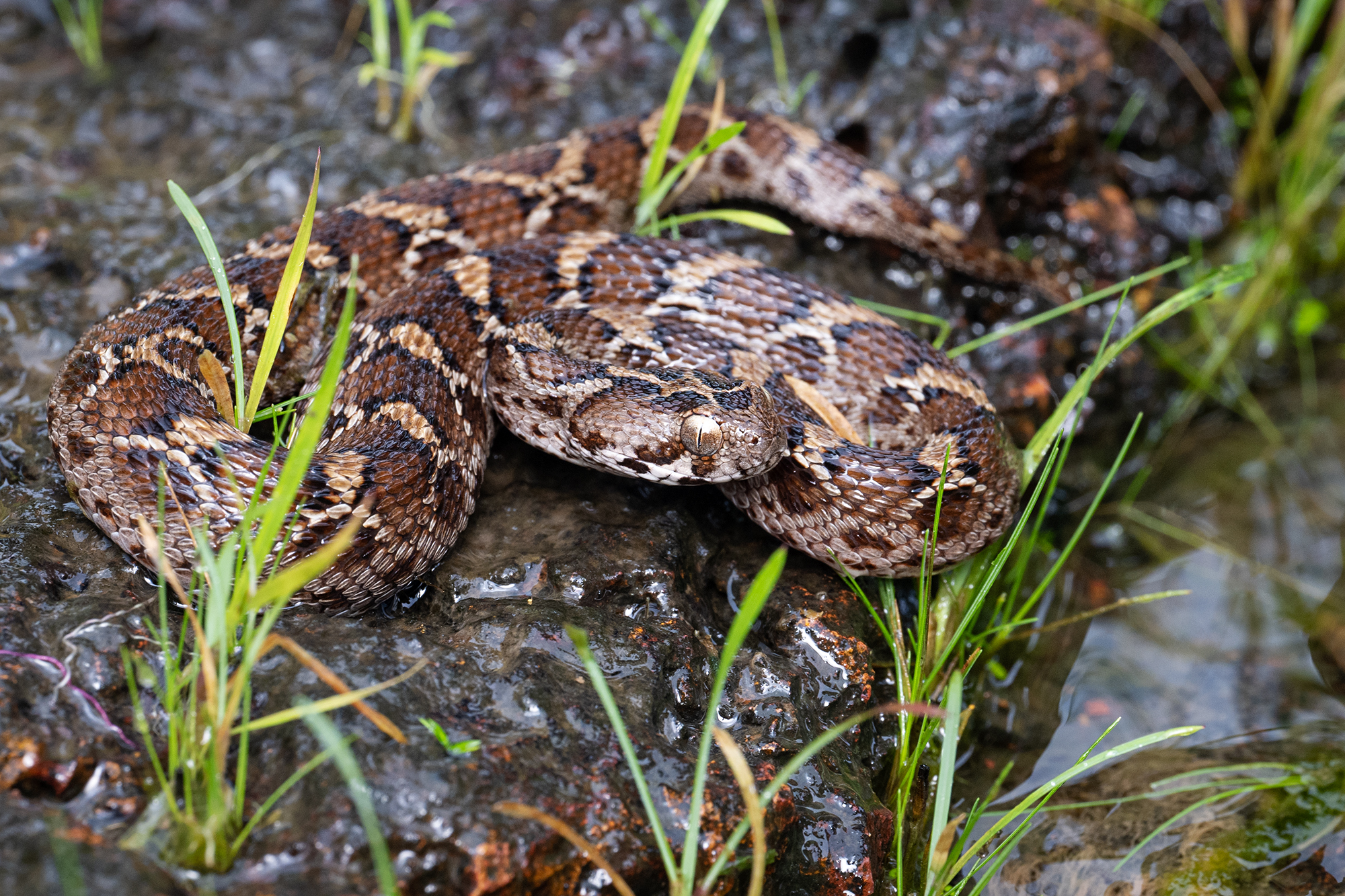 Goa - Saw-scaled viper