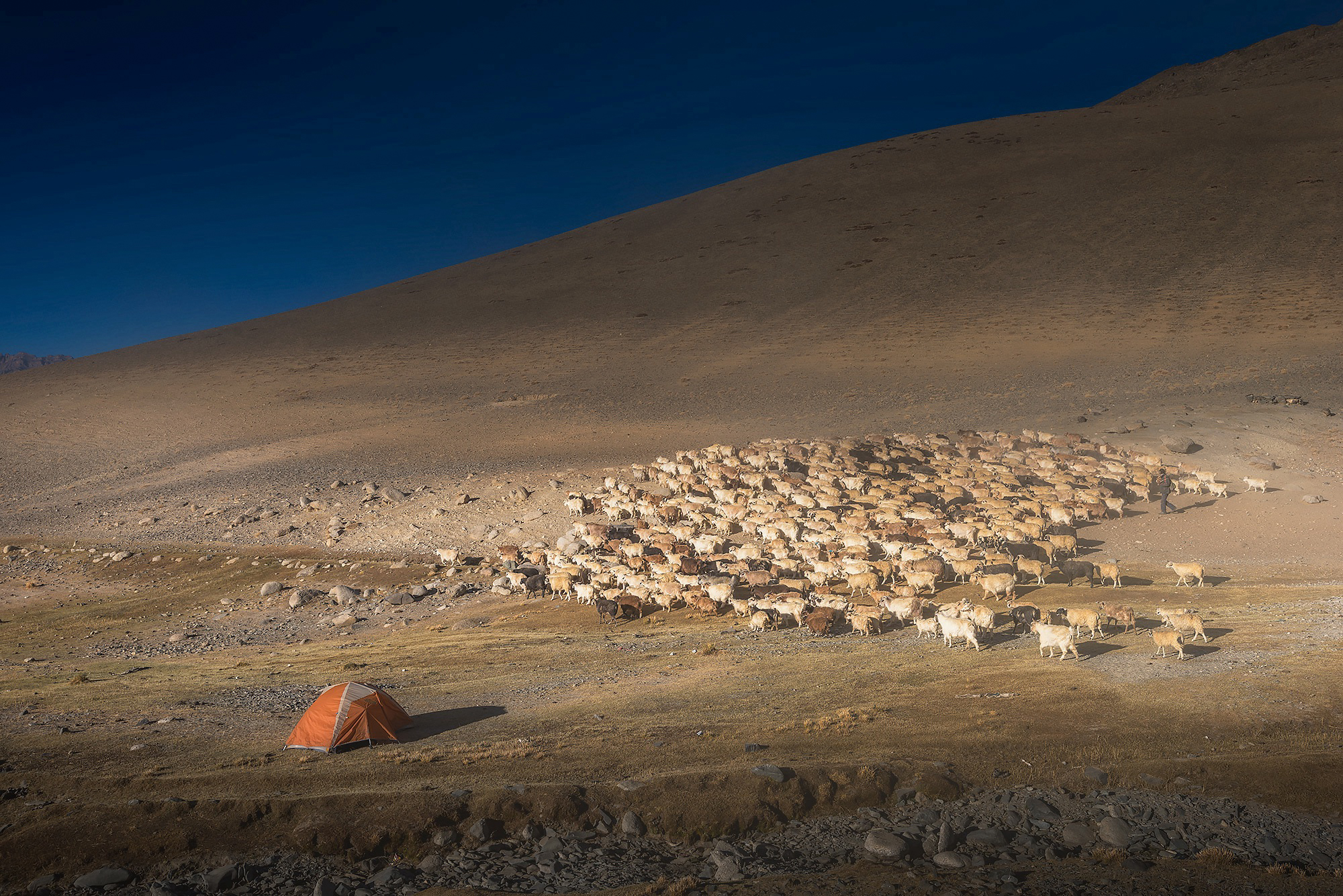 Changpa-Nomads-Ladakh_IMG_2025
