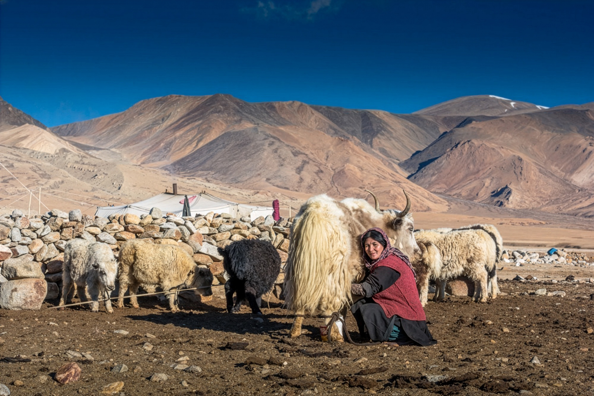 Changpa-Nomads-Ladakh_IMG_2186