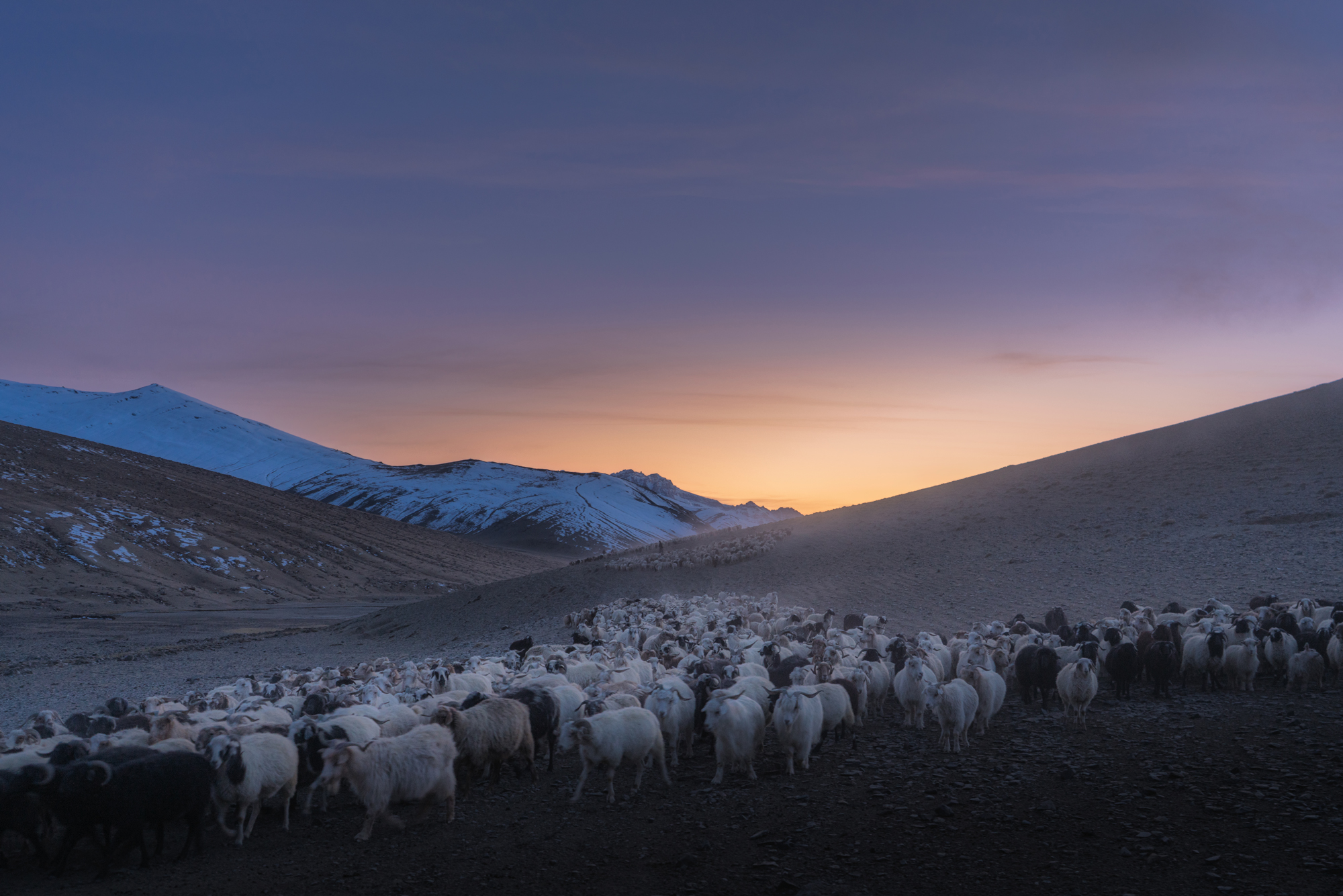 Changpa-Nomads-Ladakh__DSC1525